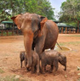 /album/fotogaleria-sri-lanka-maldivy-zajazd-vy-a-my/sri-lanka-zaajzd-99-jpg/